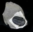 Gerastos Trilobite Fossil - Foum Zguid #22139-1